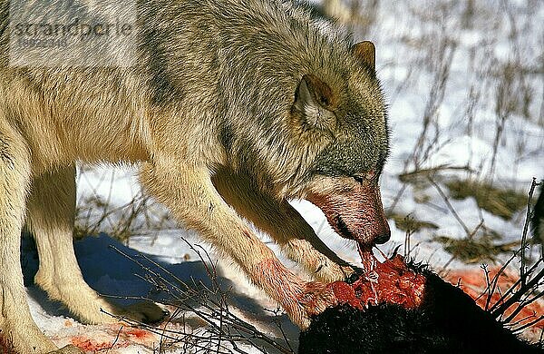 NORDAMERIKANISCHER GRAUWOLF (canis lupus occidentalis)  ERWACHSENES FUTTERTIER  KANADA