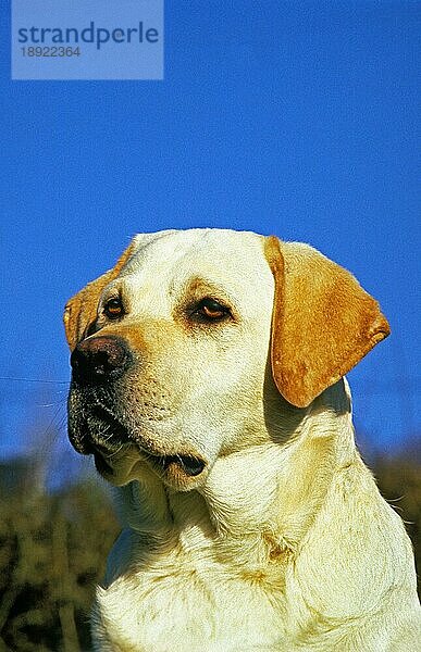 Gelber Labrador Retriever  Porträt eines Erwachsenen