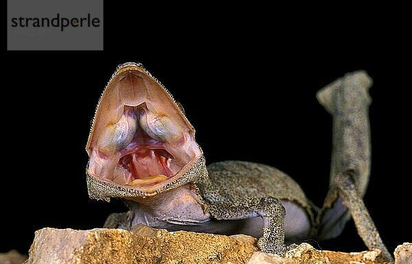 Blattschwanzgecko (uroplatus) fimbriatus  Erwachsener mit offenem Maul  Aggressives Verhalten