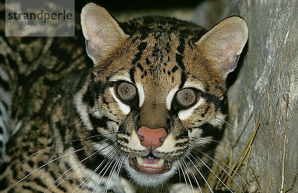 Ozelot (leopardus pardalis)  Porträt eines Erwachsenen