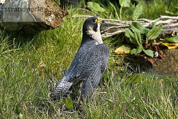 Wanderfalke (falco peregrinus)  ERWACHSENER AUF GRAS STEHEND  NORMANDY