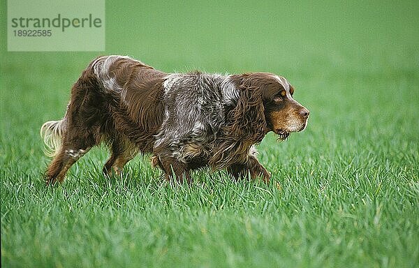 PICARDY SPANIEL  ERWACHSENER VORSTEHHUND