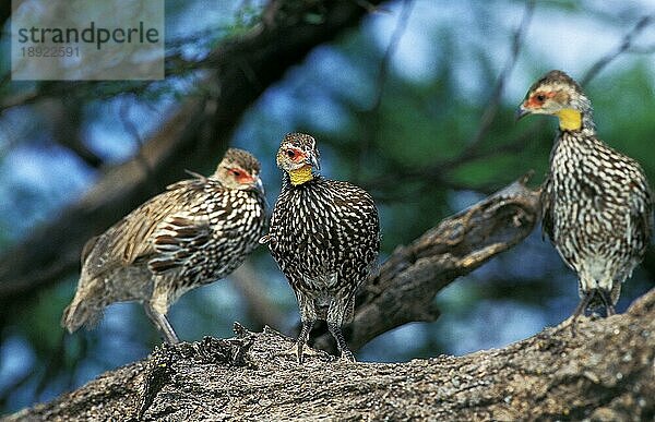 Gelbkehlspornhuhn (francolinus leucoscepus)  Gruppe von Erwachsenen  Kenia  Afrika