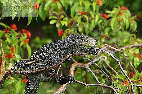 Krokodilwaran (varanus salvadorii)  Erwachsener im Baum sitzend