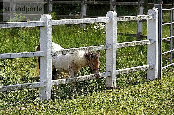 Amerikanisches Miniaturpferd  Erwachsener stehend im Paddock