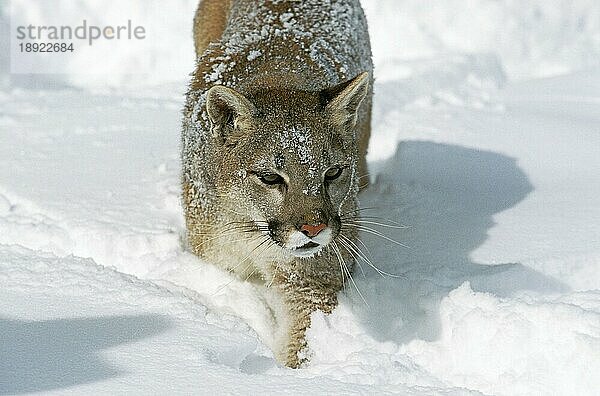 Puma (puma concolor)  ERWACHSENER IM SCHNEE STEHEND  MONTANA