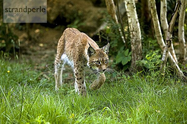 Sibirischer Luchs (lynx lynx wrangeli)  Erwachsener geht auf Gras