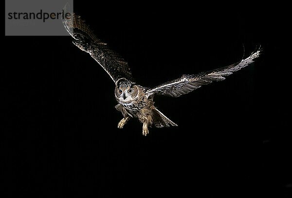 Uhu (bubo bubo)  ERWACHSENER IM FLUG  NORMANDISCH IN Frankreich