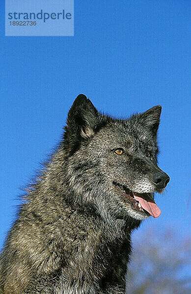 Mackenzie Valley Wolf (canis lupus) mackenzii  Portrait eines Erwachsenen  Kanada  Nordamerika