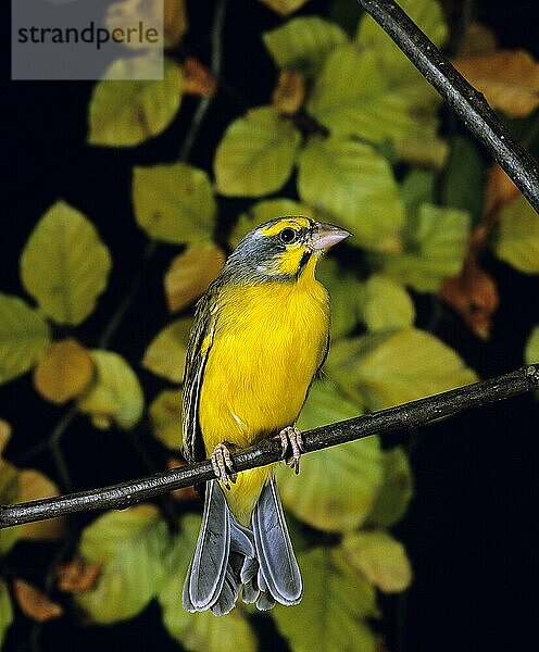 Gelbstirngirlitz (serinus mozambicus)  Erwachsener auf Ast