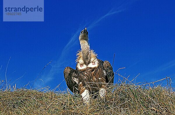 Gänsegeier (gyps fulvus)  Erwachsener gegen blauen Himmel