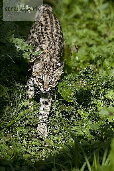 Tigerkatze oder Nördliche Tigerkatze (leopardus tigrinus)  erwachsen