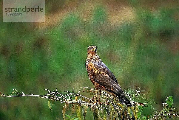 Savannenbussard (buteogallus meridionalis)  Erwachsener auf Ast  Pantanal in Brasilien