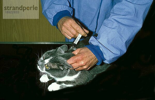 Hauskatze und tierärztliche Schutzimpfung