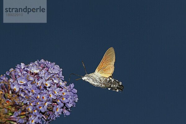 Kolibri-Schwärmer (macroglossum stellatarum)  Erwachsener im Flug  Fütterung an Blüte  Normandie