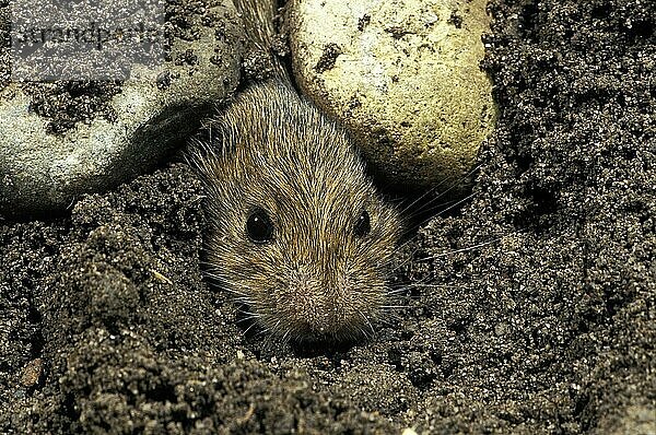 Wühlmaus (microtus arvalis)  Kopf eines aus dem Boden kommenden Erwachsenen