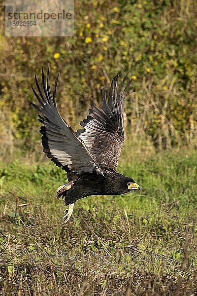 Gaukler (terathopius ecaudatus)  ERWACHSENER IM FLUG