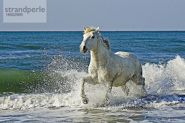 CAMARGUE PFERD  ERWACHSENER GALOPPIERT AM STRAND  SAINTES MARIE DE LA MER IM SÜDEN VON Frankreich