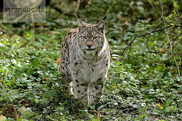 Europäischer Rotluchs (felis lynx)  erwachsen