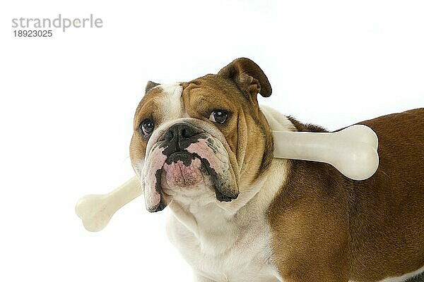 Englische Bulldogge  Weibchen mit Plastikknochen vor weißem Hintergrund