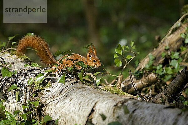 Europäisches Eichhörnchen (sciurus vulgaris)  ERWACHSENER AUF BRANCHE STEHEND  NORMANDY IN Frankreich