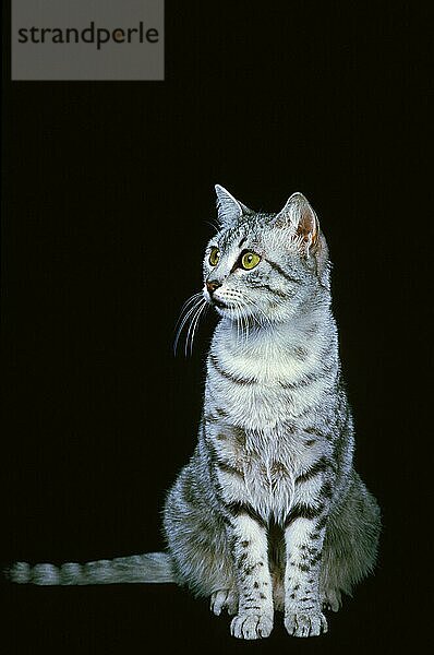 Ägyptische Mau Hauskatze  Erwachsene gegen schwarzen Hintergrund