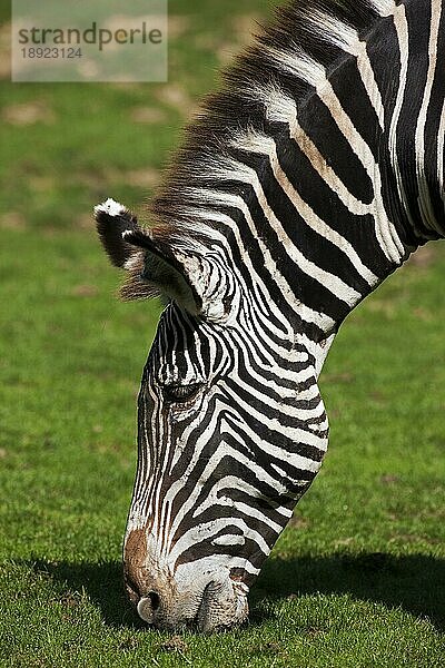 Grevy's Zebra (equus grevyi)  Kopf eines Erwachsenen beim Grasfressen