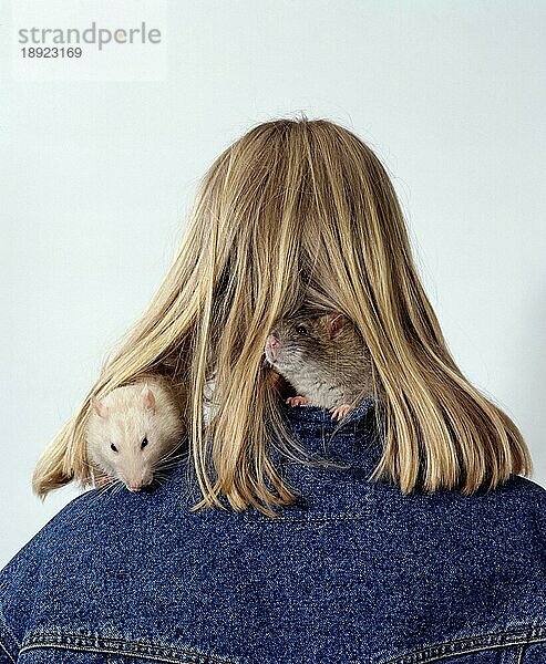 Domestic Rats on shoulder under hair  Farbratten auf Schulter und Haaren  innen  Studio