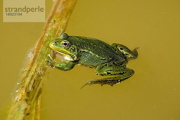 Eßbarer Frosch oder Grüner Frosch (rana esculenta)  Erwachsener im Teich  Normandie