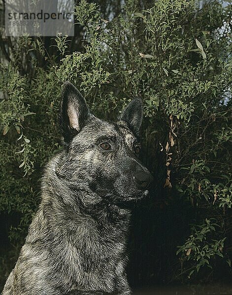 Holländischer Schäferhund  Portrait eines Erwachsenen