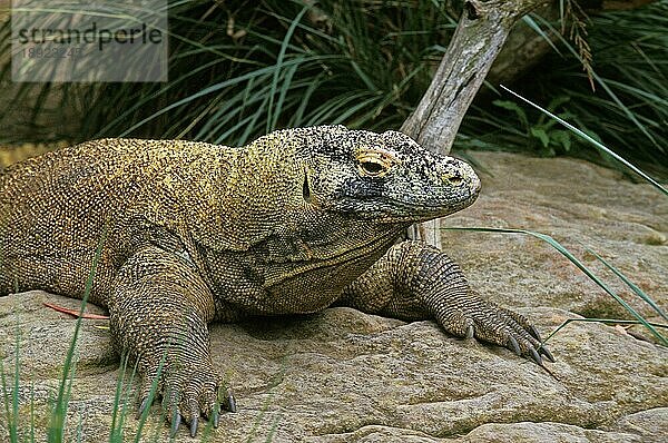 Komodowaran (varanus komodoensis)  Erwachsener auf Felsen