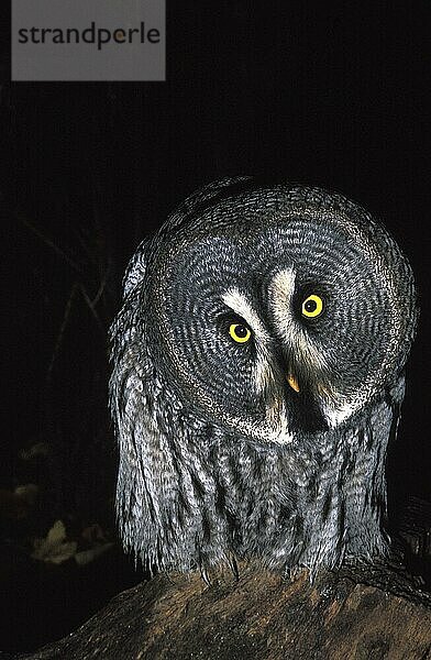 Bartkauz (strix nebulosa)  ERWACHSENER  KANADA