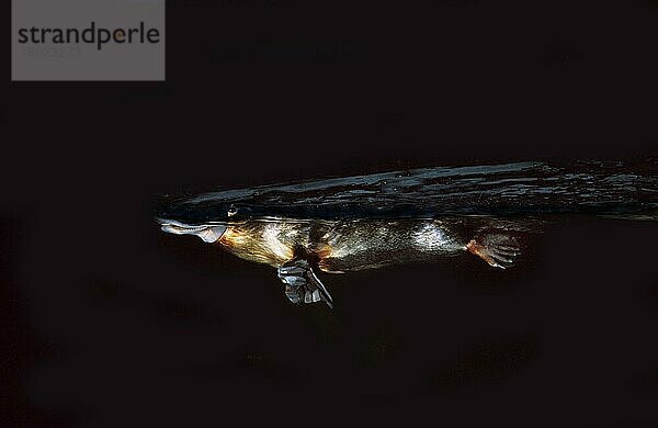 Schnabeltier (ornithorhynchus anatinus)  ERWACHSENER SCHWIMMT NACHTS IM FLUSS  AUSTRALIEN
