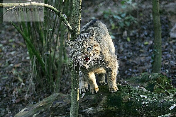 Europäische Wildkatze (felis silvestris)  erwachsen  knurrend  in Verteidigungshaltung