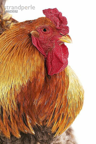 Brahma Perdrix Huhn  eine Rasse aus Indien  Hahn vor weißem Hintergrund