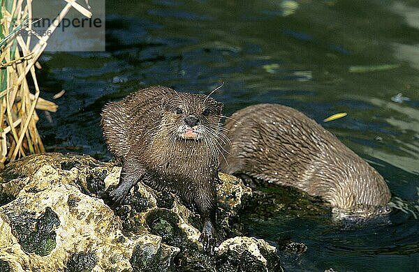 Zwergotter (aonyx cinerea)  PÄRCHEN VON ERWACHSENEN