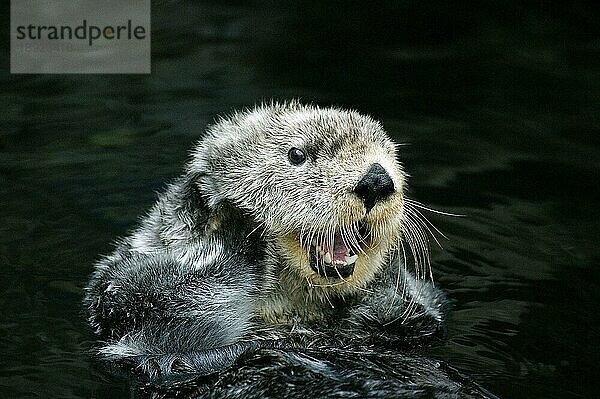 Seeotter (enhydra lutris)  Erwachsene Pflege  Kalifornien