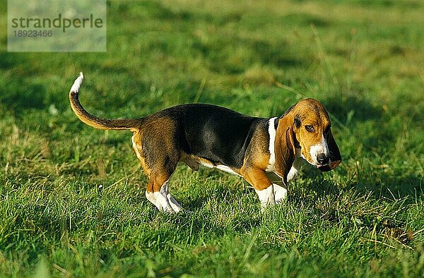 Artesian Norman Basset oder Basset Artesian Normand  Erwachsener stehend auf Gras