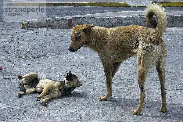 Straßenhunde  Otavalo  Provinz Imbabura  Ekuador  Unterwerfungsgeste  freistellbar