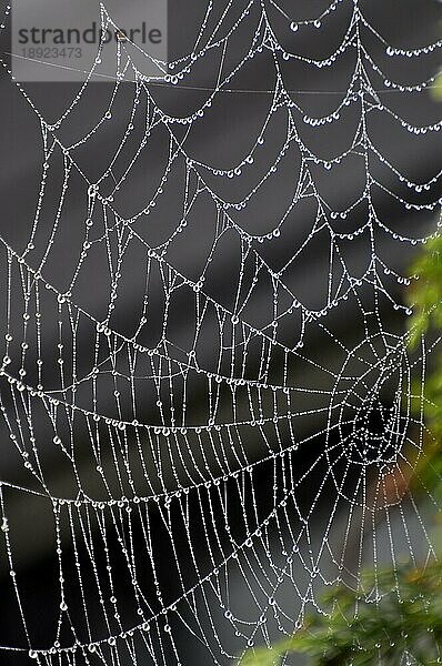 Spinnennetz einer Kreuzspinne mit Tautropfen