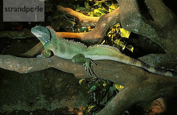 Chinesischer Wasserdrache (physignathus cocincinus)  Erwachsener auf Ast