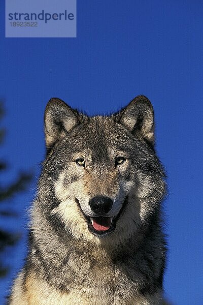 NORDAMERIKANISCHER GRAUER WOLF (canis lupus occidentalis)  PORTRAIT EINES ERWACHSENEN  KANADA