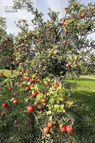 apfel  äpfel  apfelbaum  kulturapfel (malus domestica)  malus  apples  crabapples  pommier