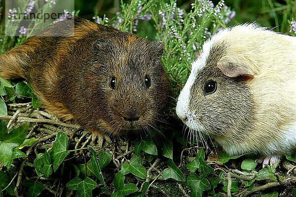 MeerRosetten-Meerschweinchen (cavia porcellus)  erwachsene Tiere in Heizungen stehend