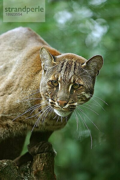 ASIENISCHE GOLDKATZE ODER TEMMINK-KATZE catopuma temmincki  PORTRAIT EINES ERWACHSENEN