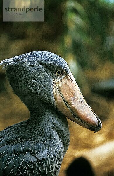 Schuhschnabel-Storch (balaeniceps rex) oder Wal-Kopf-Storch  Portrait eines Erwachsenen