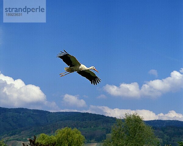 Weißstorch (ciconia ciconia)  Erwachsener im Flug  Elsass in Frankreich