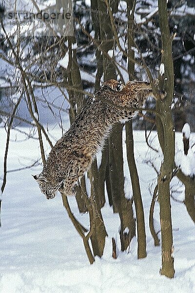 BOBCAT (lynx rufus)  ERWACHSENER SPRINGT VOM BAUM  KANADA