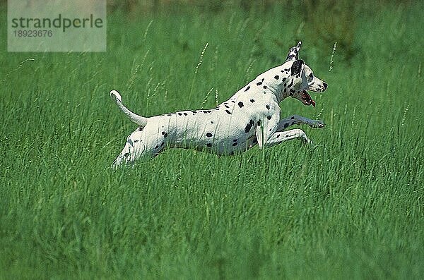 DALMATINISCHER HUND  ERWACHSEN  LÄUFT DURCH LANGES GRAS