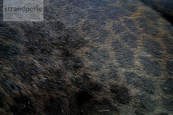 BLACK PANTHER (panthera pardus)  SCHLUSSAUFNAHME DES HAARKLEIDERS DER ERWACHSENEN